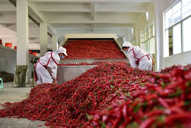 年产40000吨辣椒深加工项目可行性研究报告