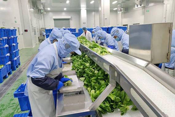 在净菜加工的初始阶段,农残检验是确保食品安全的关键步骤
