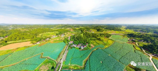 安居推进乡村振兴,莲藕来助力